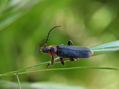 Cantharis rustica