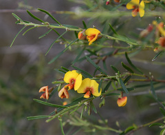 Bossiaea linophylla