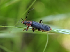 Cantharis rustica