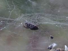 Cyrtophora citricola