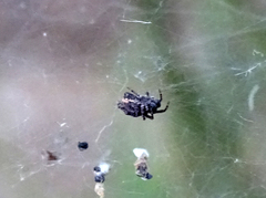 Cyrtophora citricola