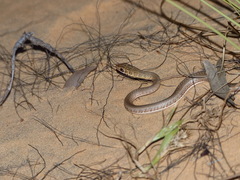 Psammophis afroccidentalis