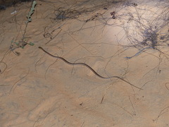 Psammophis afroccidentalis