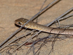 Psammophis afroccidentalis