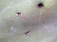 Argyrodes argyrodes