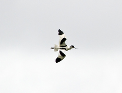 Recurvirostra avosetta