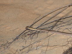 Psammophis afroccidentalis