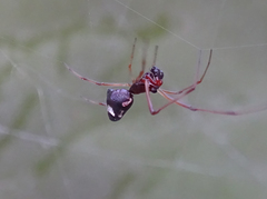 Argyrodes argyrodes