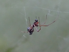 Argyrodes argyrodes