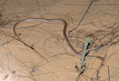 Psammophis afroccidentalis