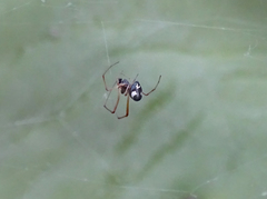 Argyrodes argyrodes