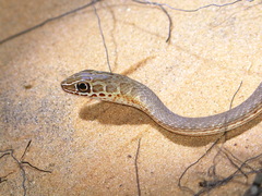 Psammophis afroccidentalis