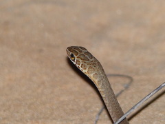 Psammophis afroccidentalis
