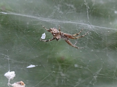 Cyrtophora citricola