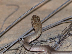 Psammophis afroccidentalis