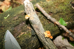 Neofavolus americanus