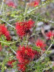 Melaleuca cyrtodonta