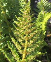 Polystichum cystostegium