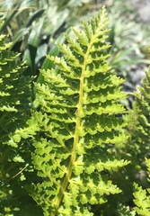 Polystichum cystostegium