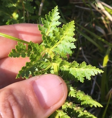 Polystichum cystostegium