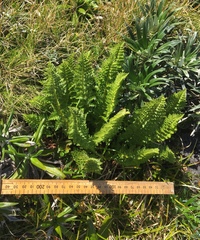 Polystichum cystostegium