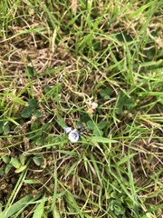 Veronica serpyllifolia