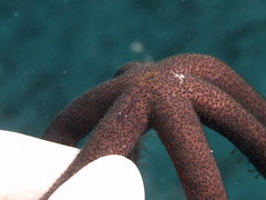 Zenopontonia soror