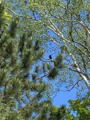 Corvus corax principalis