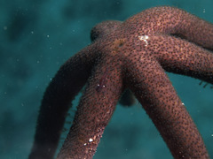 Zenopontonia soror