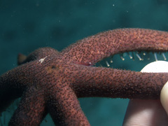 Zenopontonia soror