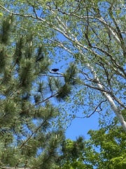 Corvus corax principalis