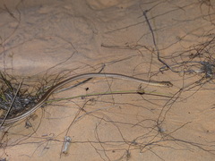 Psammophis afroccidentalis