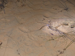 Psammophis afroccidentalis