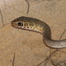 Rukwa Sand Racer - Photo (c) Antonio Rodríguez Arduengo, some rights reserved (CC BY-NC), uploaded by Antonio Rodríguez Arduengo
