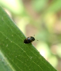 Litargus