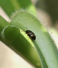 Litargus