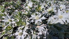Eryngium maritimum