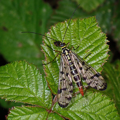 Panorpa germanica