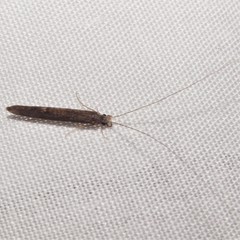 Leptocerus americanus