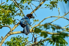 Cyanocorax caeruleus