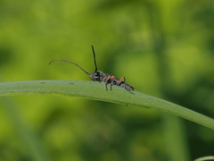 Phytoecia virgula