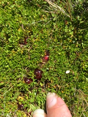 Coprosma atropurpurea