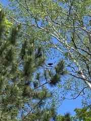 Corvus corax principalis