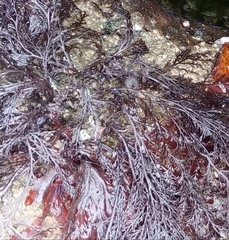 Odonthalia washingtoniensis