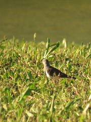 Vanellus melanopterus minor