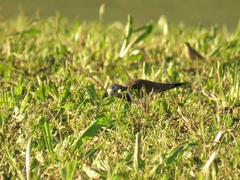 Vanellus melanopterus minor