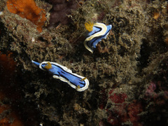 Chromodoris annae