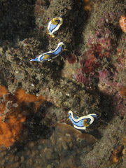 Chromodoris annae