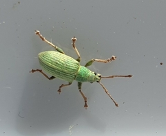 Phyllobius virideaeris