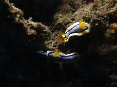 Chromodoris annae